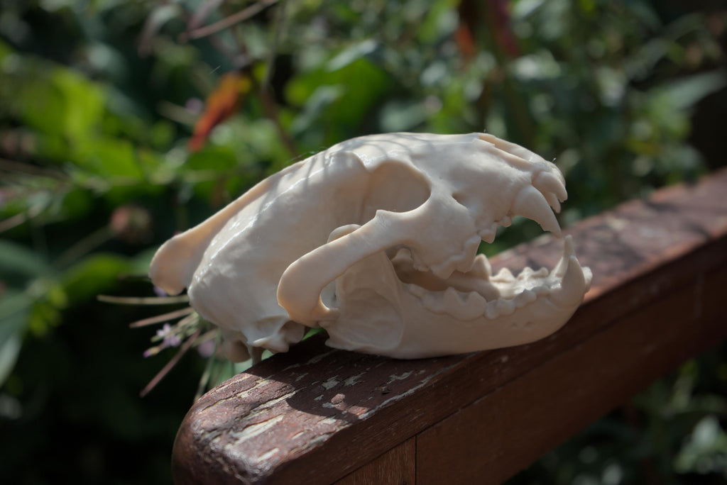 Life-Size Wolverine Skull Replica – Realistic 3D Printed Bone Model