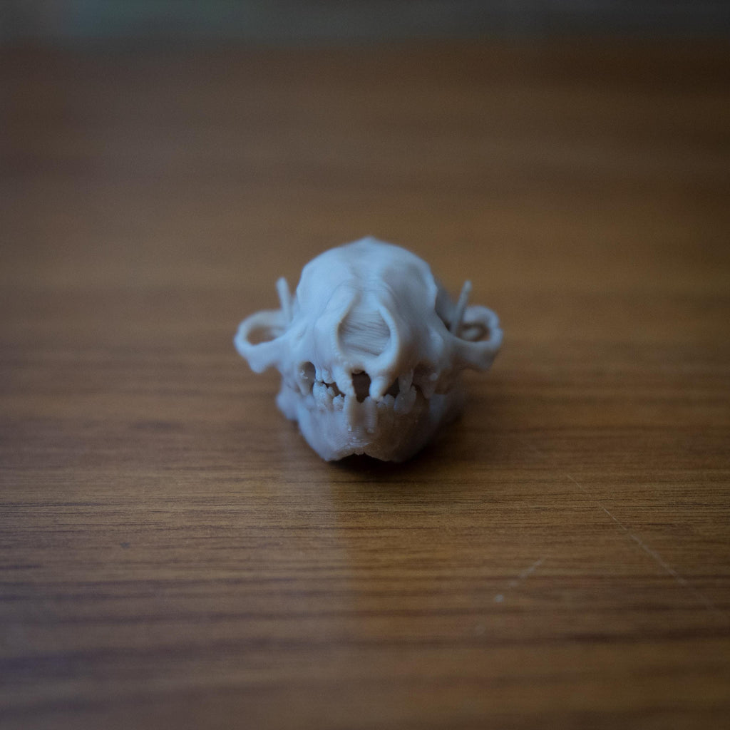 Life-Size Hedgehog Skull Replica – Realistic 3D Printed Bone Model