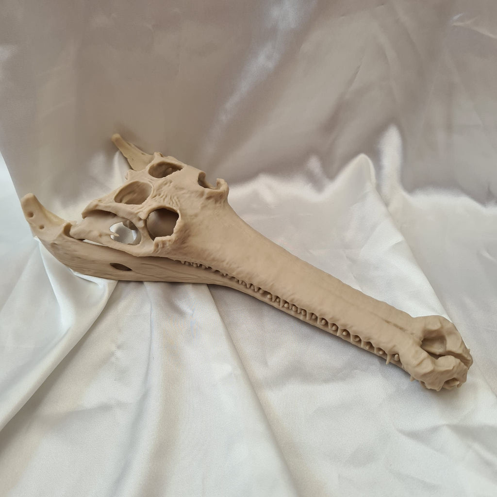 Gharial Skull - 3D Print