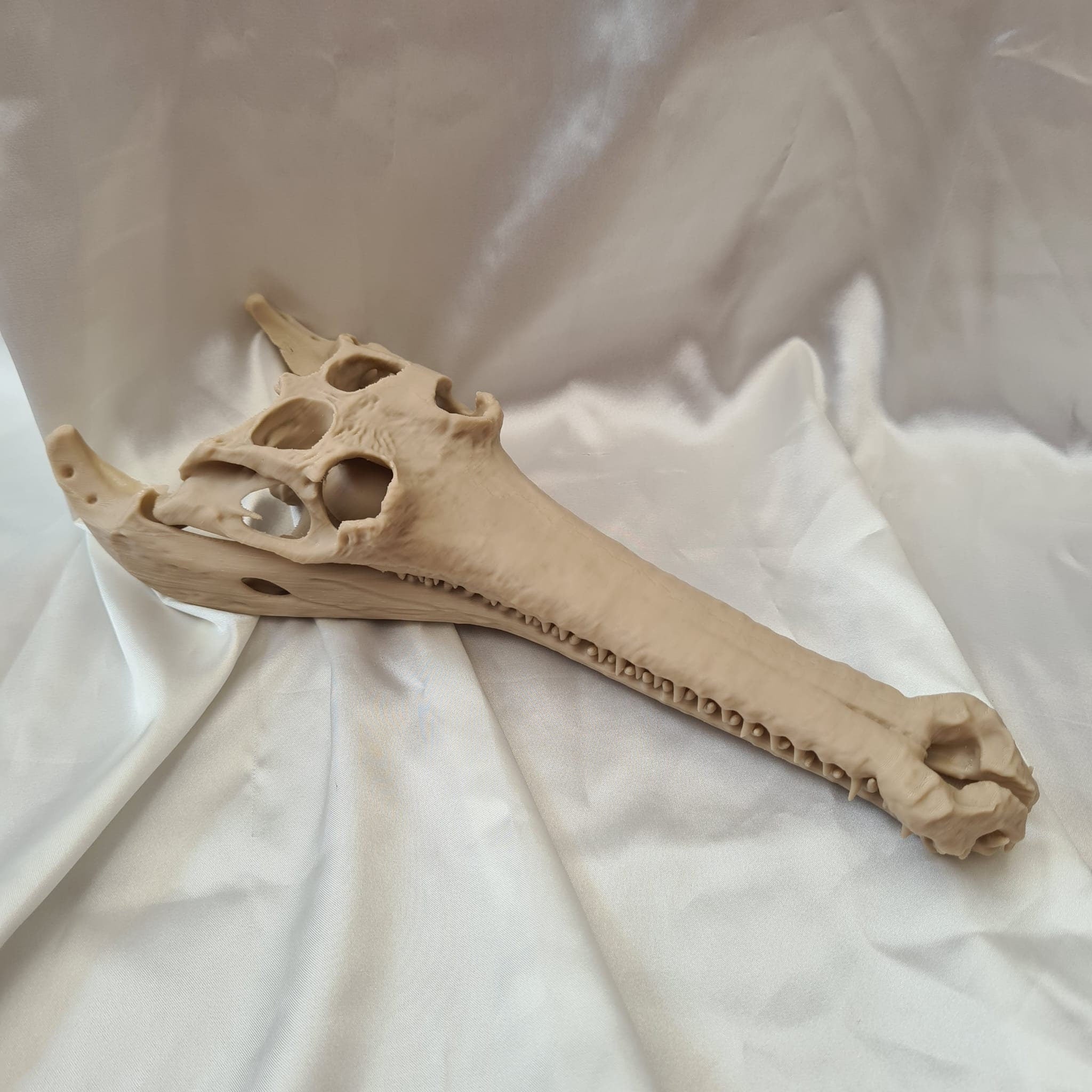 Gharial Skull - 3D Print
