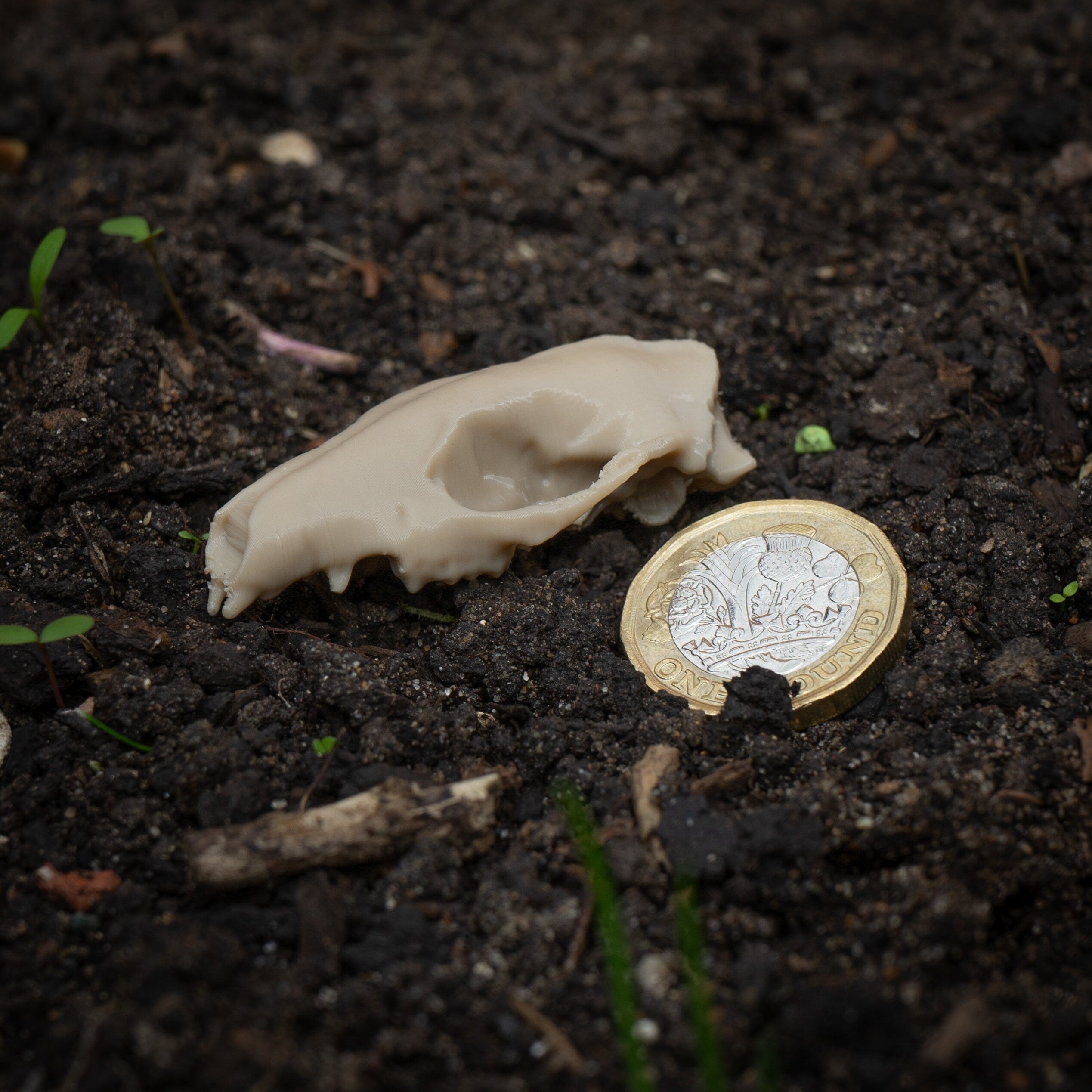 Life-Size Hedgehog Skull Replica – Realistic 3D Printed Bone Model