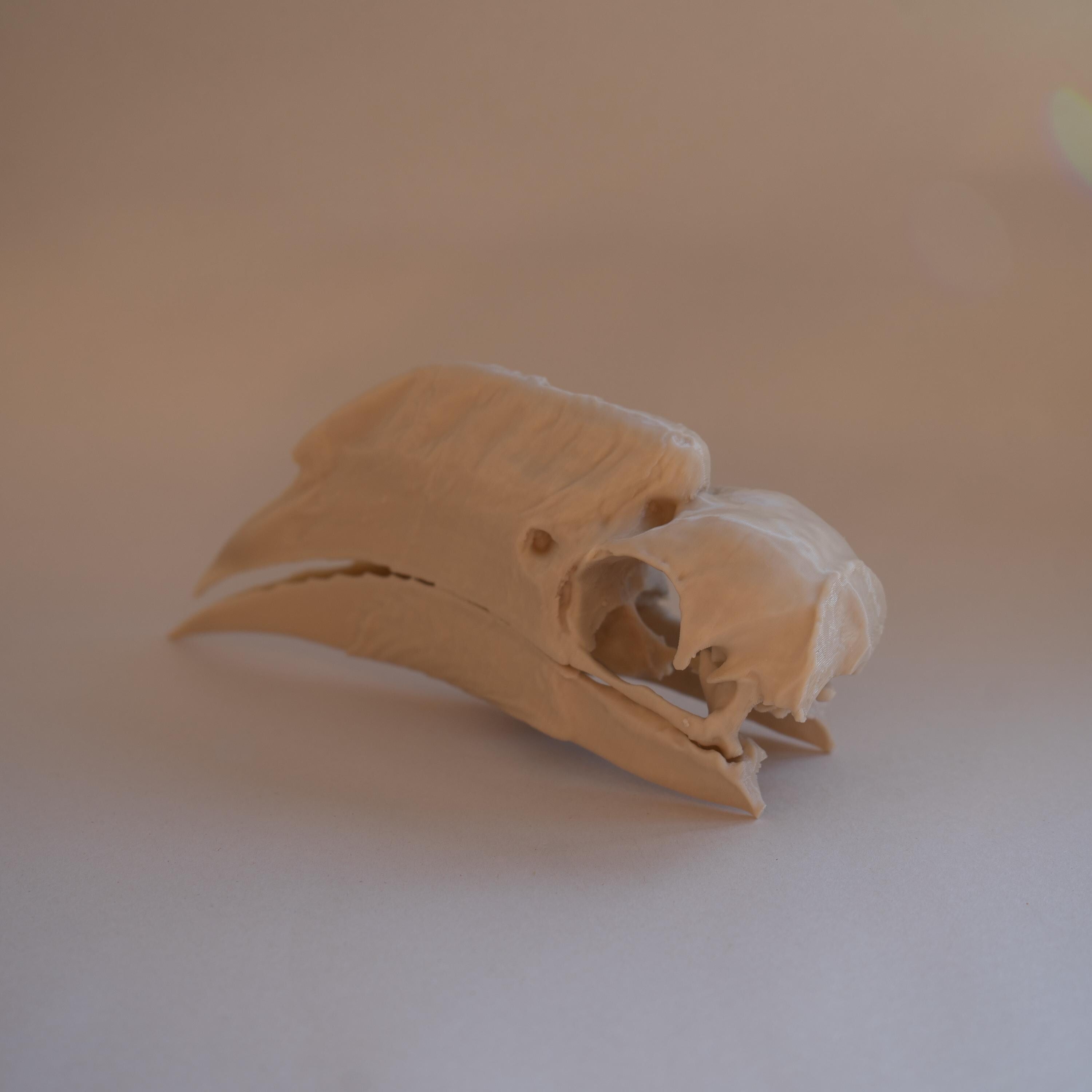 White-Thighed Hornbill Skull - Life Size 3D Print