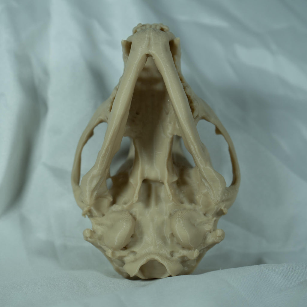 Raccoon Skull - Life Size 3D Print