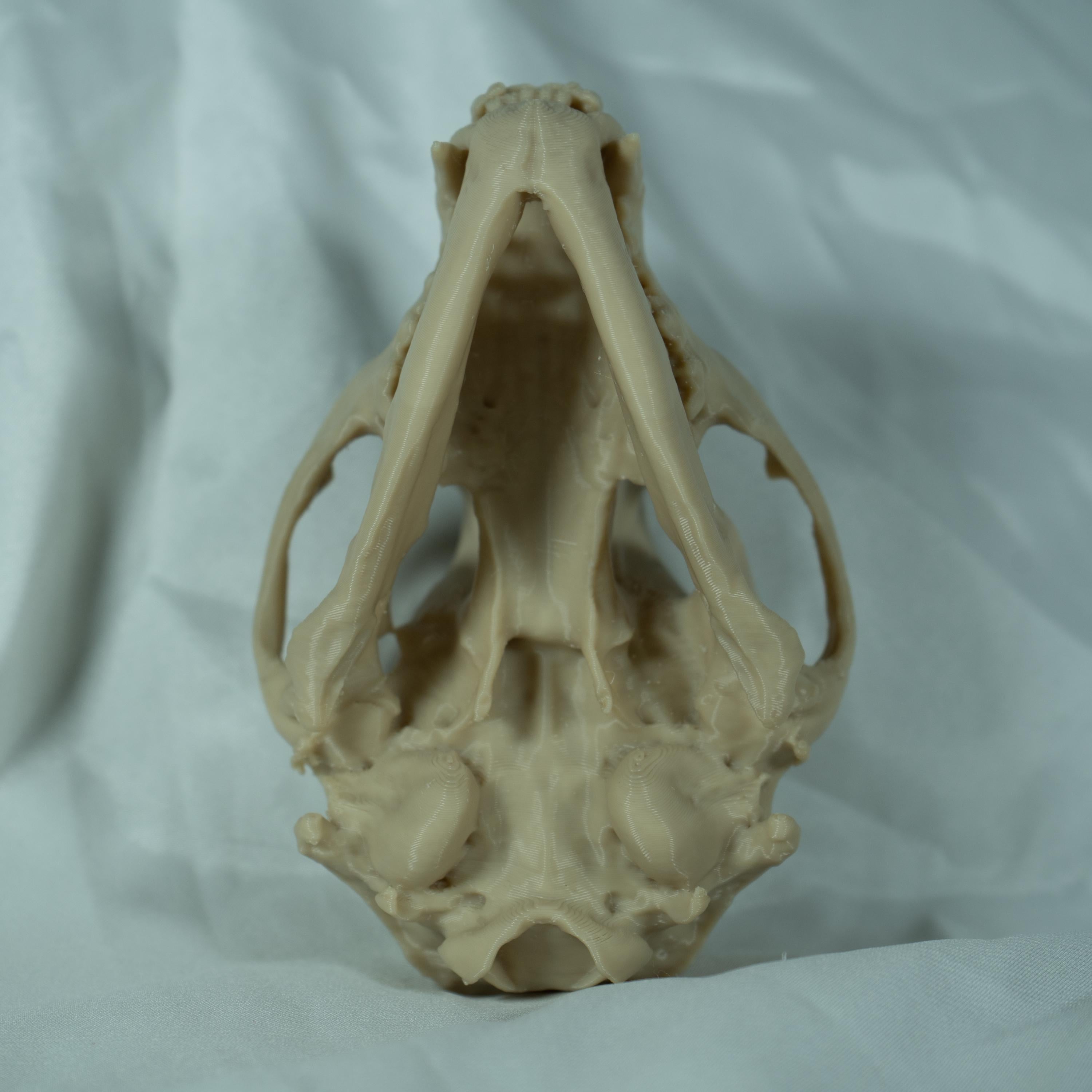 Raccoon Skull - Life Size 3D Print