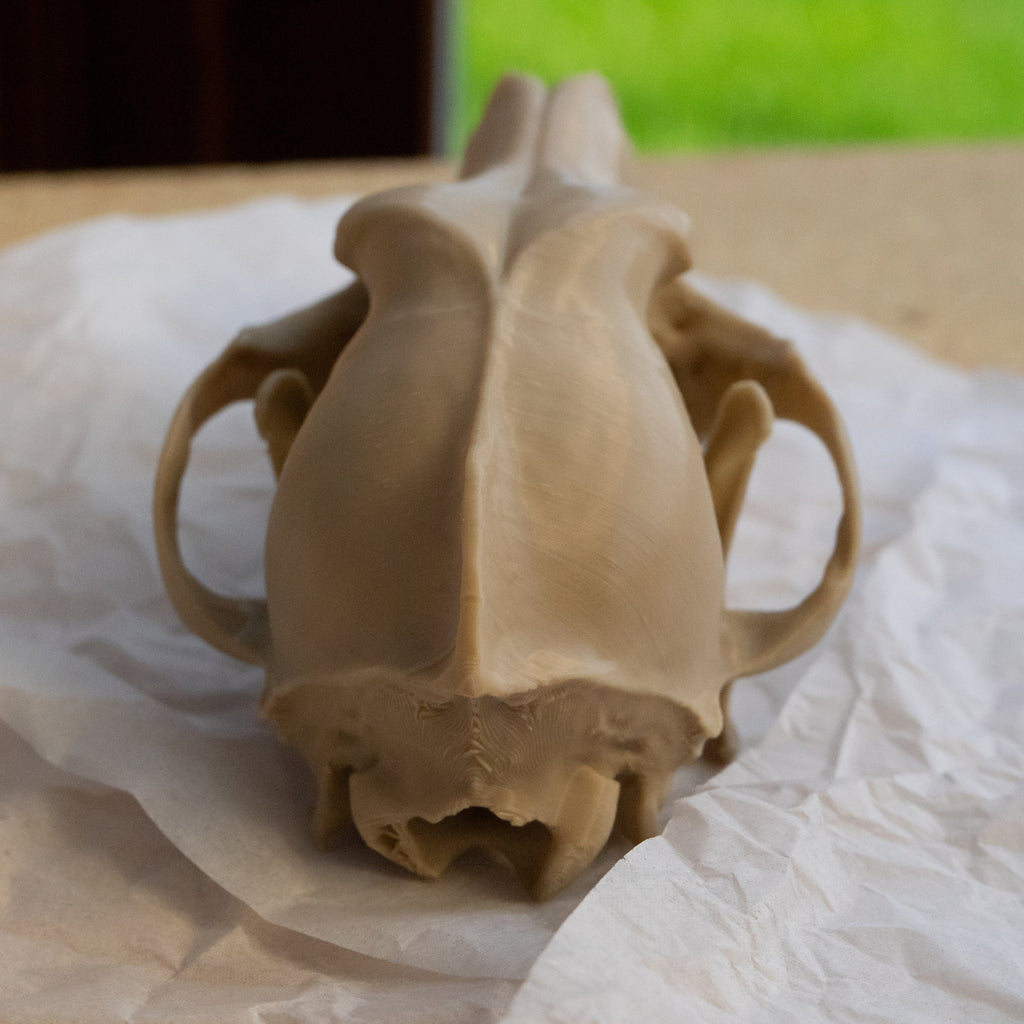 Coyote Skull - Life Size 3D Print