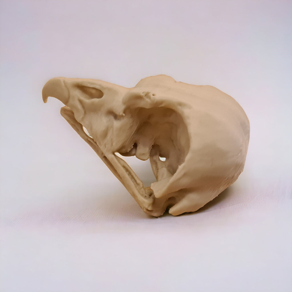 King Vulture Skull - Life Size 3D Print