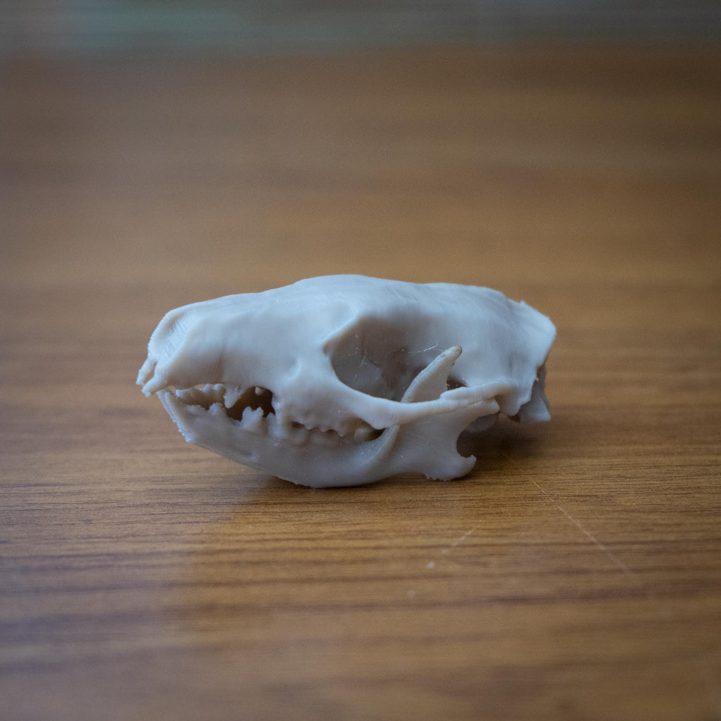 Life-Size Hedgehog Skull Replica – Realistic 3D Printed Bone Model