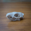 Life-Size Hedgehog Skull Replica – Realistic 3D Printed Bone Model