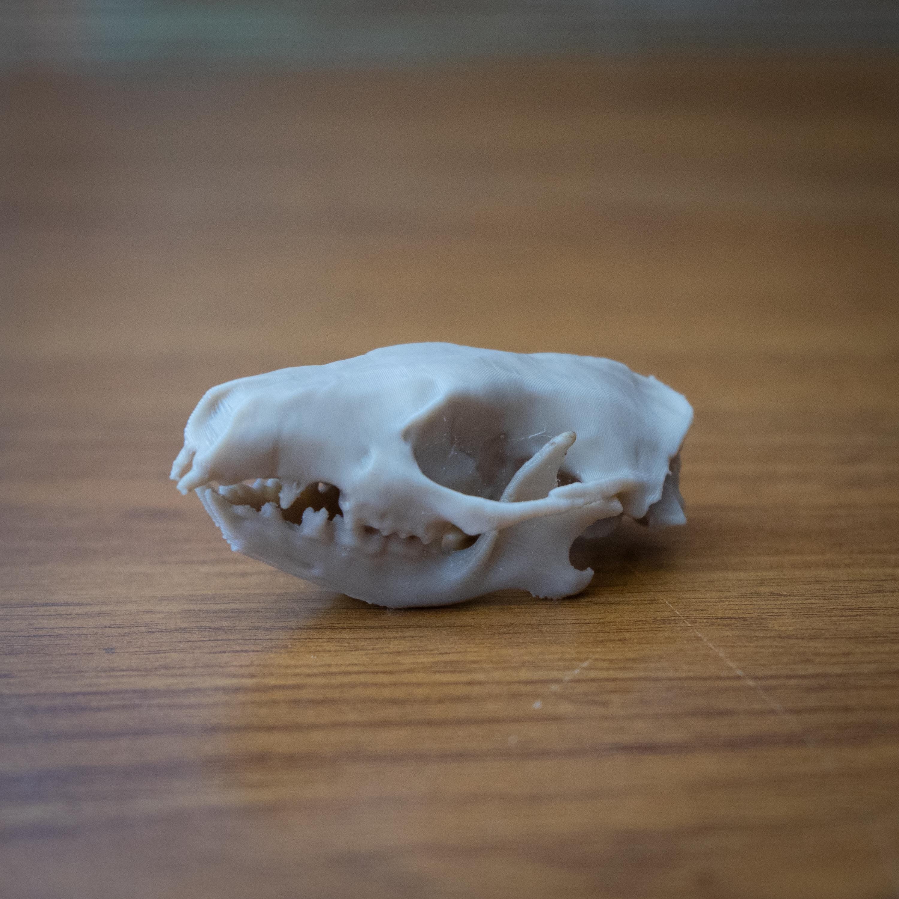 Life-Size Hedgehog Skull Replica – Realistic 3D Printed Bone Model