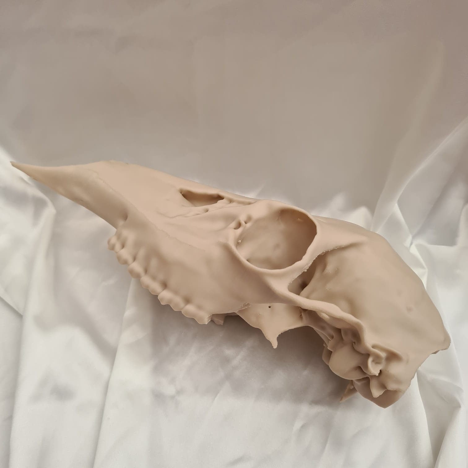 Deer skull - Life Size 3D Print