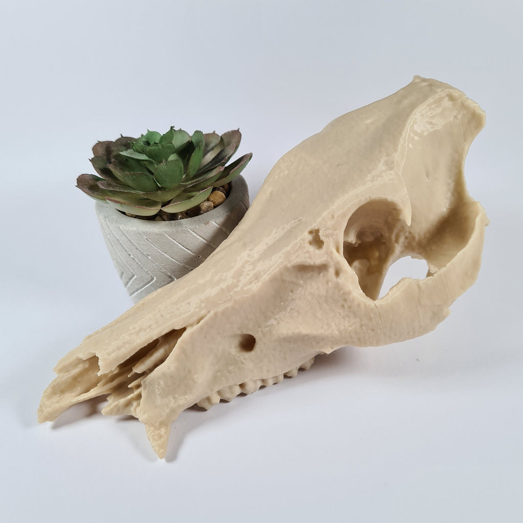 Boar Skull - Life Size 3D Print