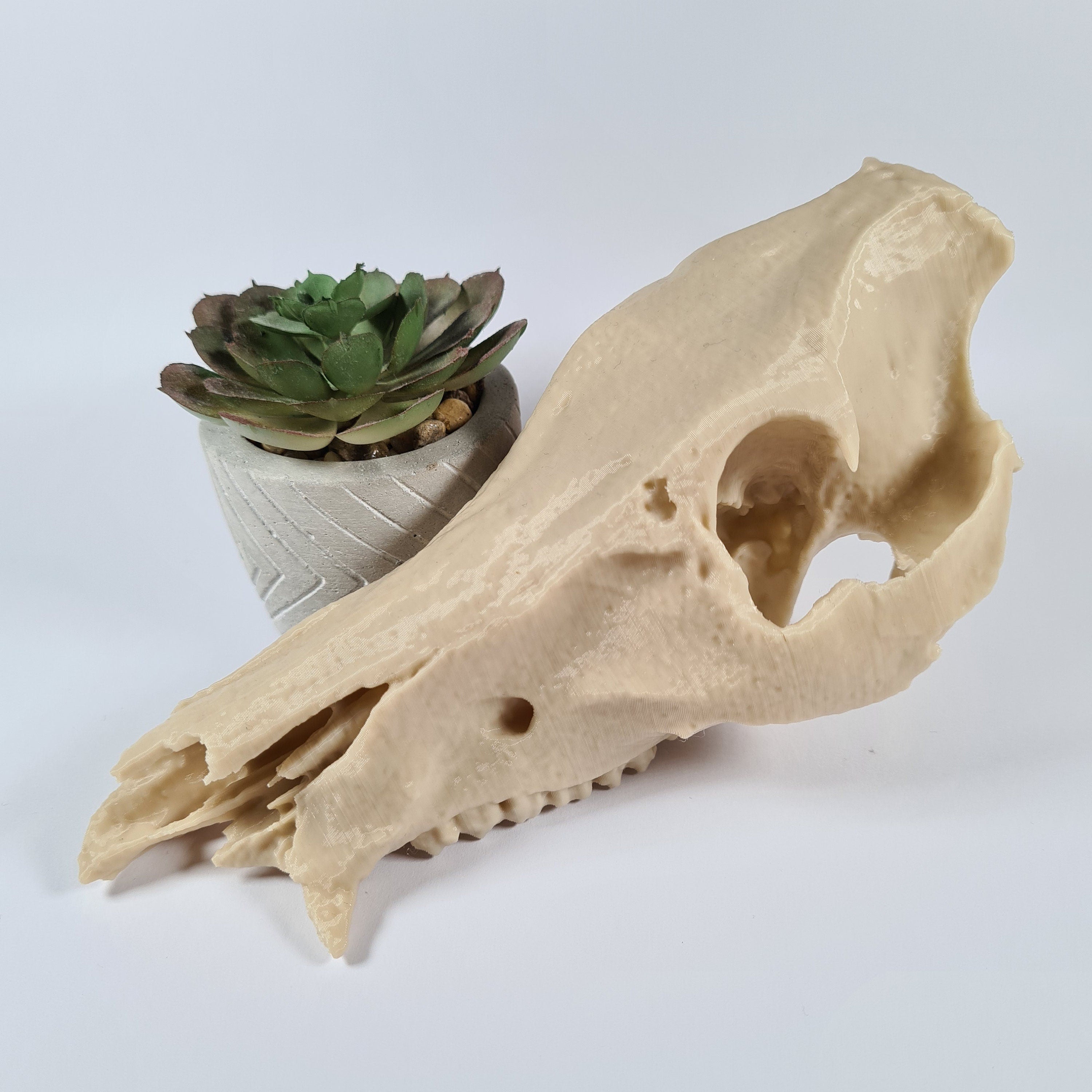 Boar Skull - Life Size 3D Print