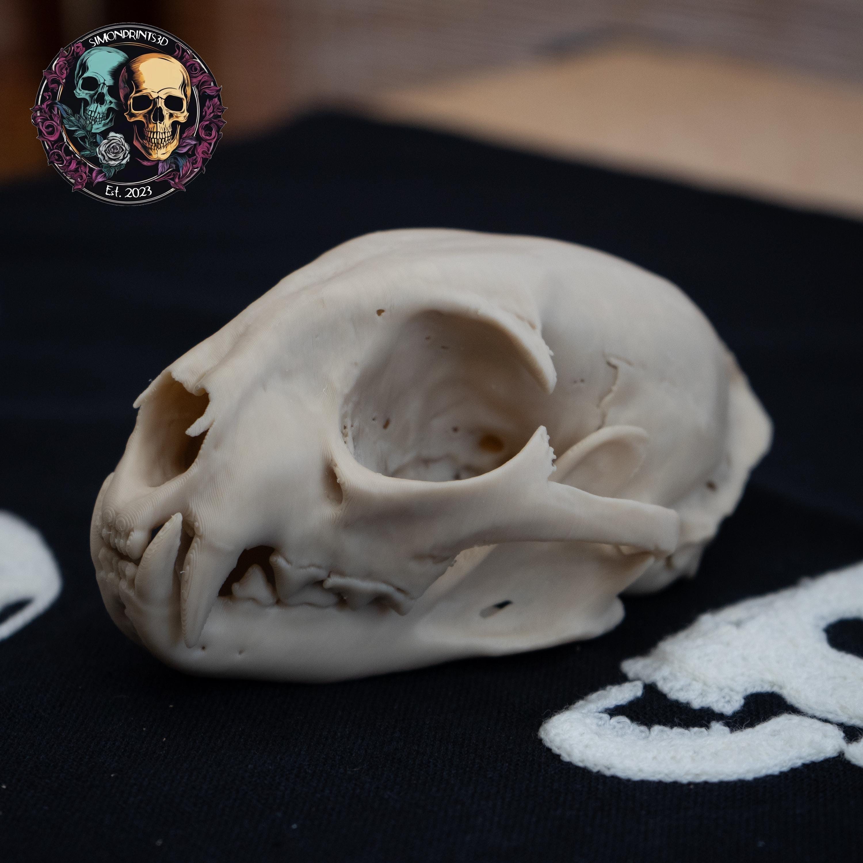 Bobcat Skull - Life Size 3D Print
