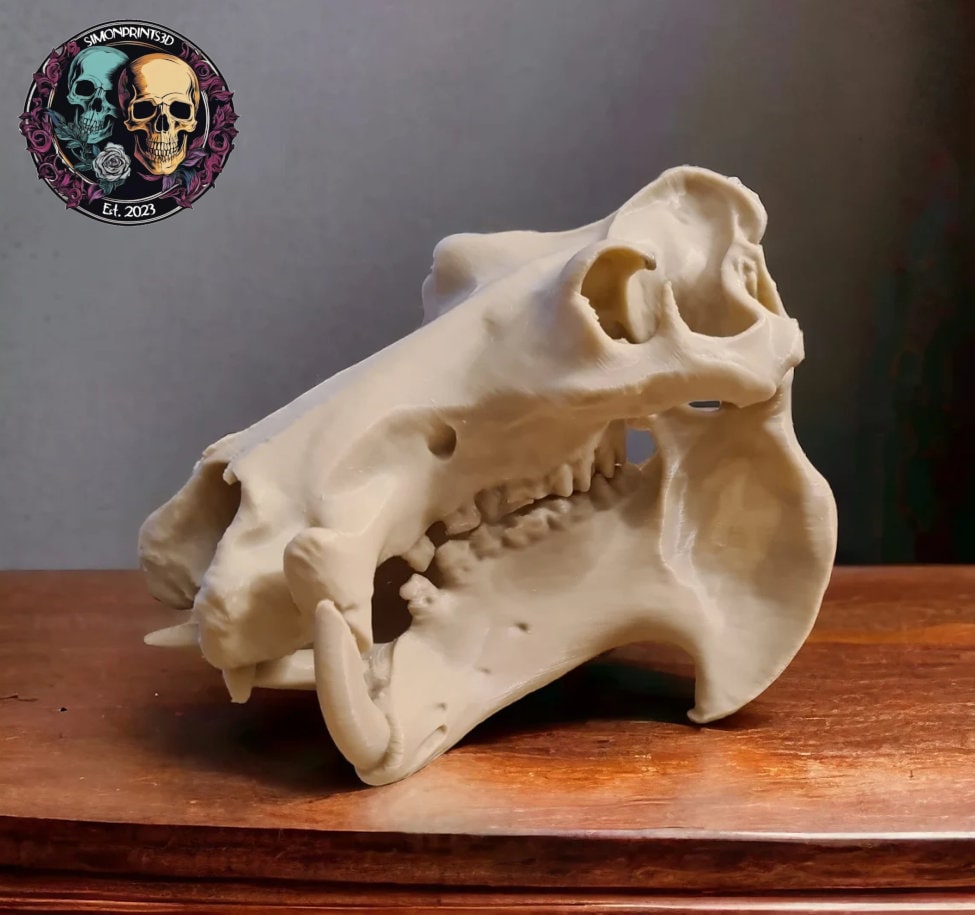 Scaled Down Hippo (Hippopotamus) Skull Replica – Realistic 3D Printed Bone Model