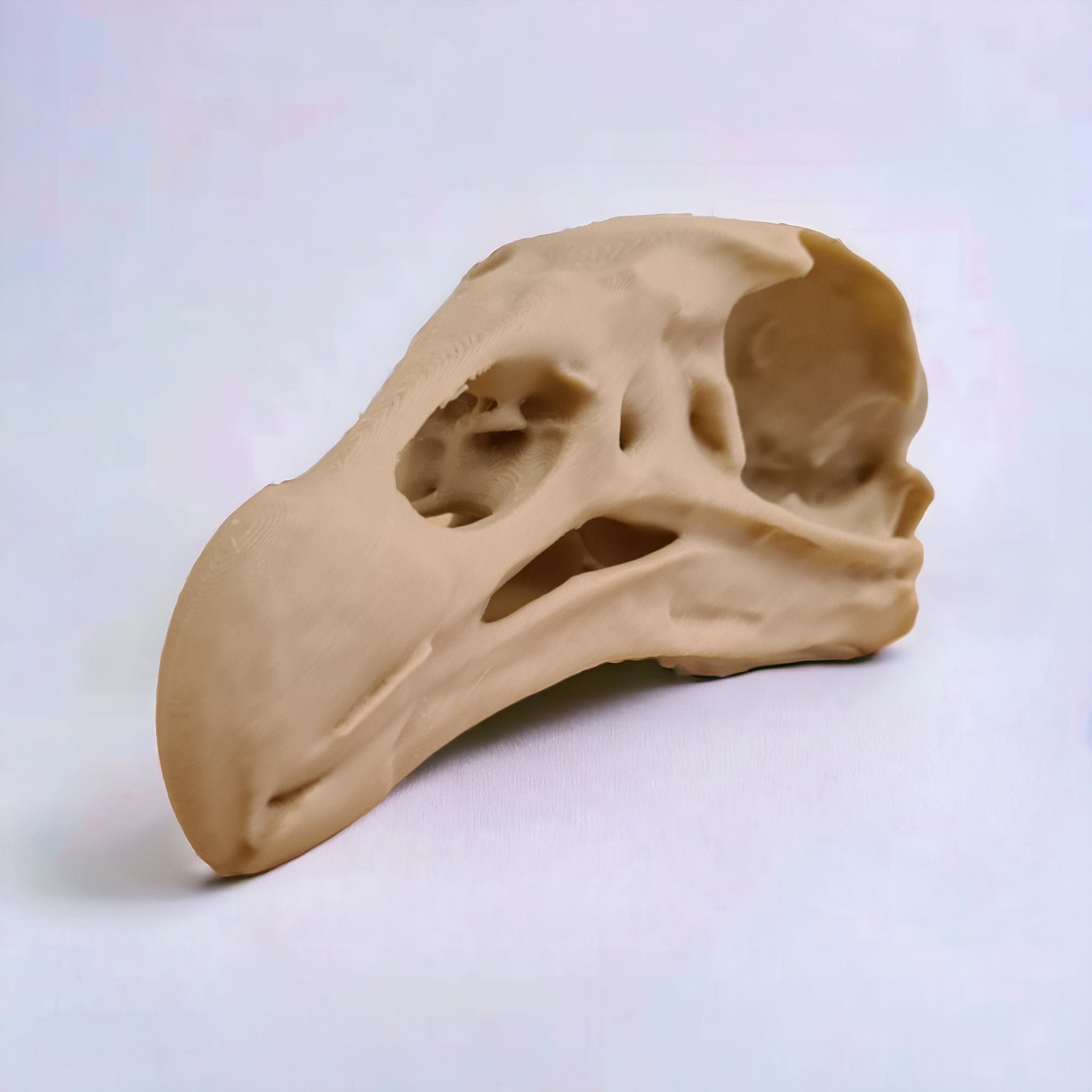Black Vulture Skull - Life Size 3D Print