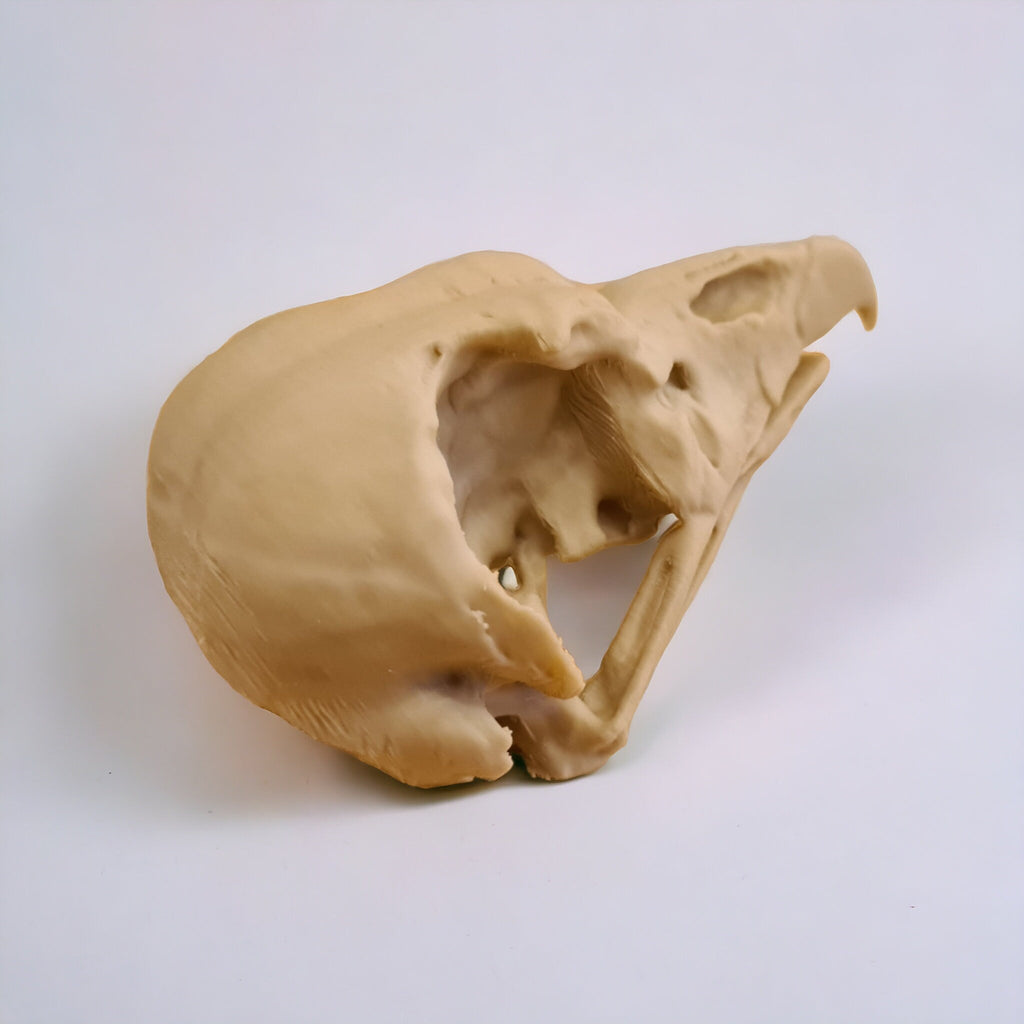 King Vulture Skull - Life Size 3D Print