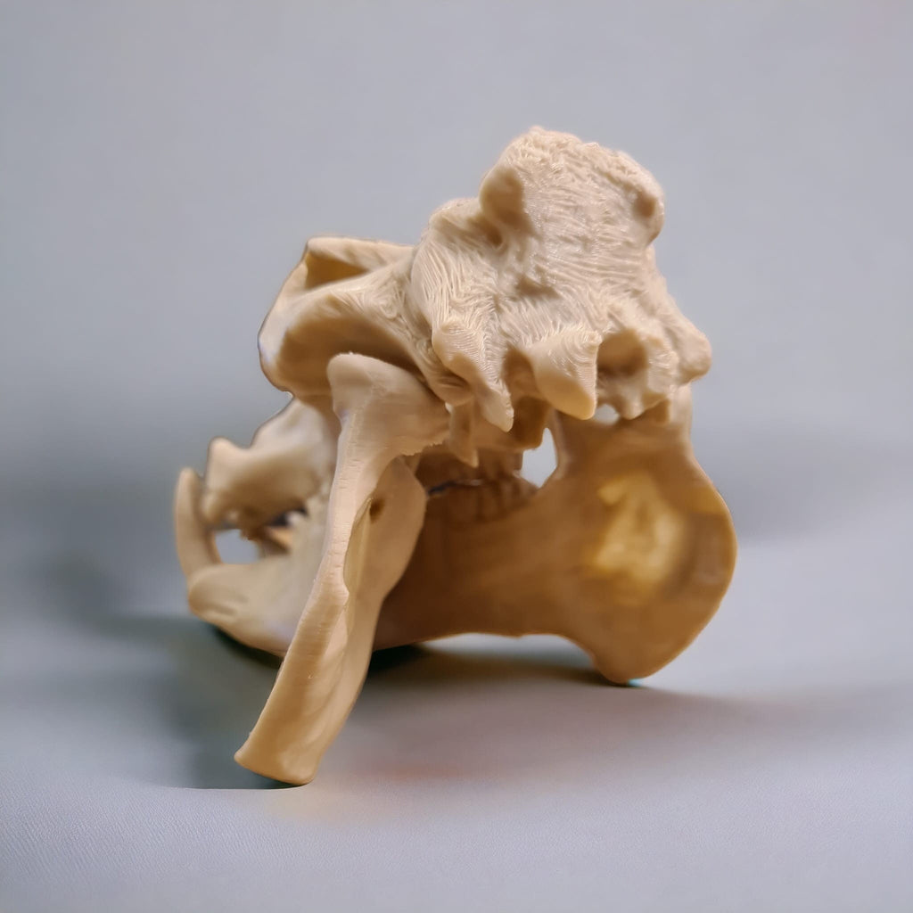 Scaled Down Hippo (Hippopotamus) Skull Replica – Realistic 3D Printed Bone Model