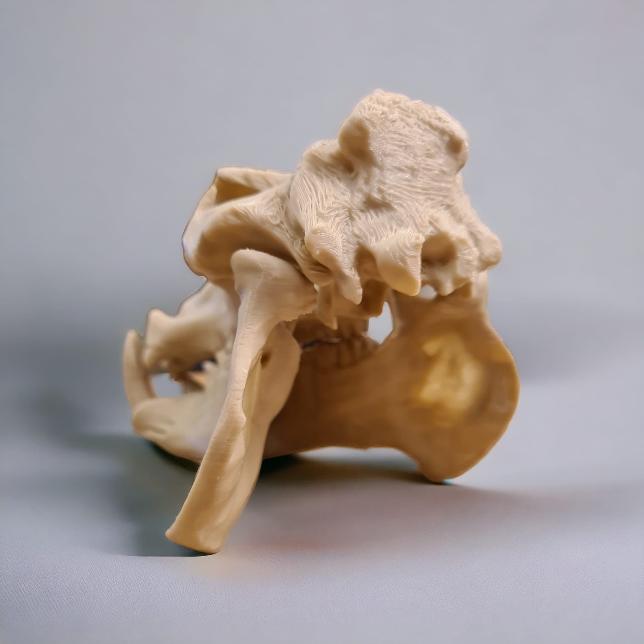 Scaled Down Hippo (Hippopotamus) Skull Replica – Realistic 3D Printed Bone Model