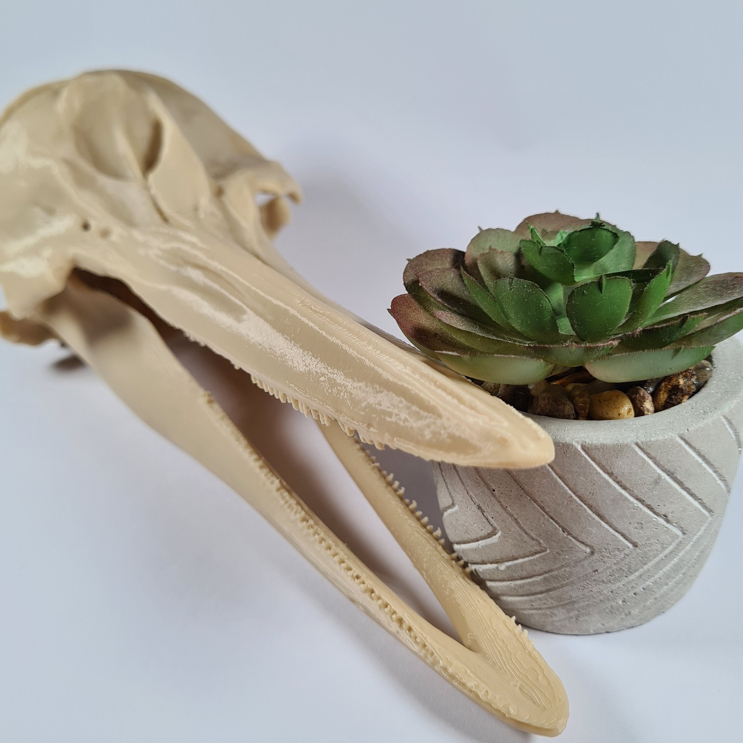 Dolphin Skull - 3D Print