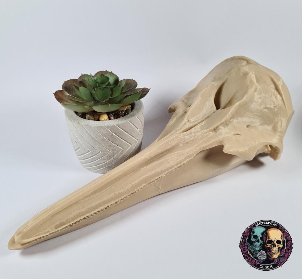 Dolphin Skull - 3D Print