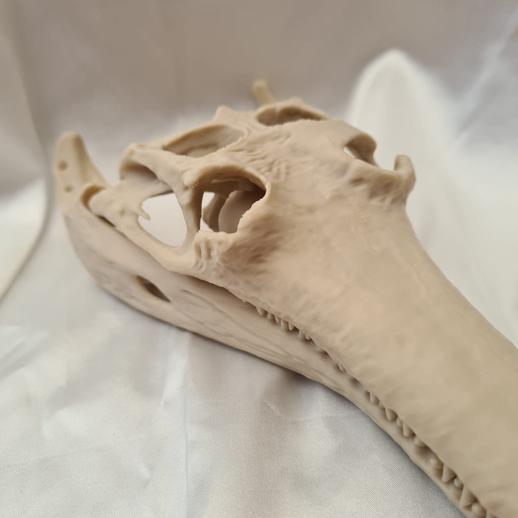 Gharial Skull - 3D Print