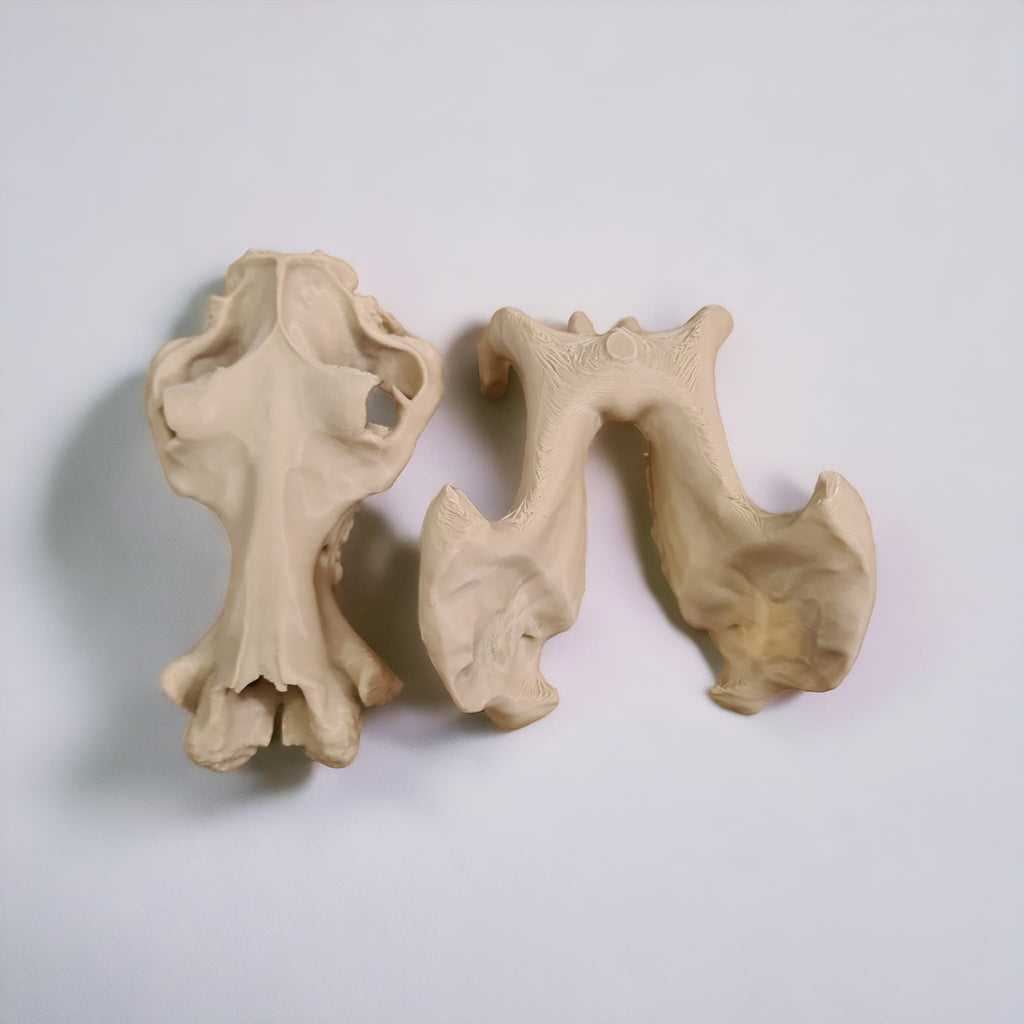 Scaled Down Hippo (Hippopotamus) Skull Replica – Realistic 3D Printed Bone Model