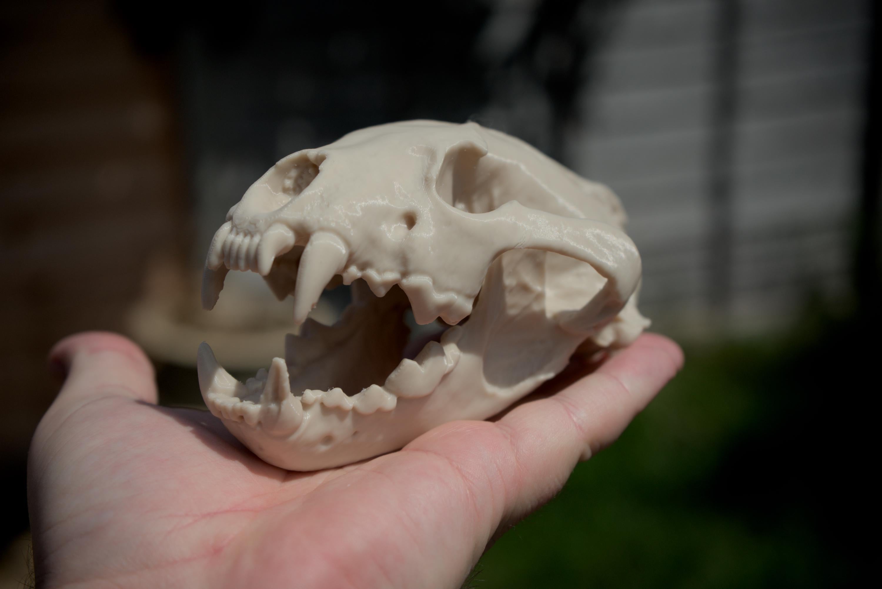 Life-Size Wolverine Skull Replica – Realistic 3D Printed Bone Model