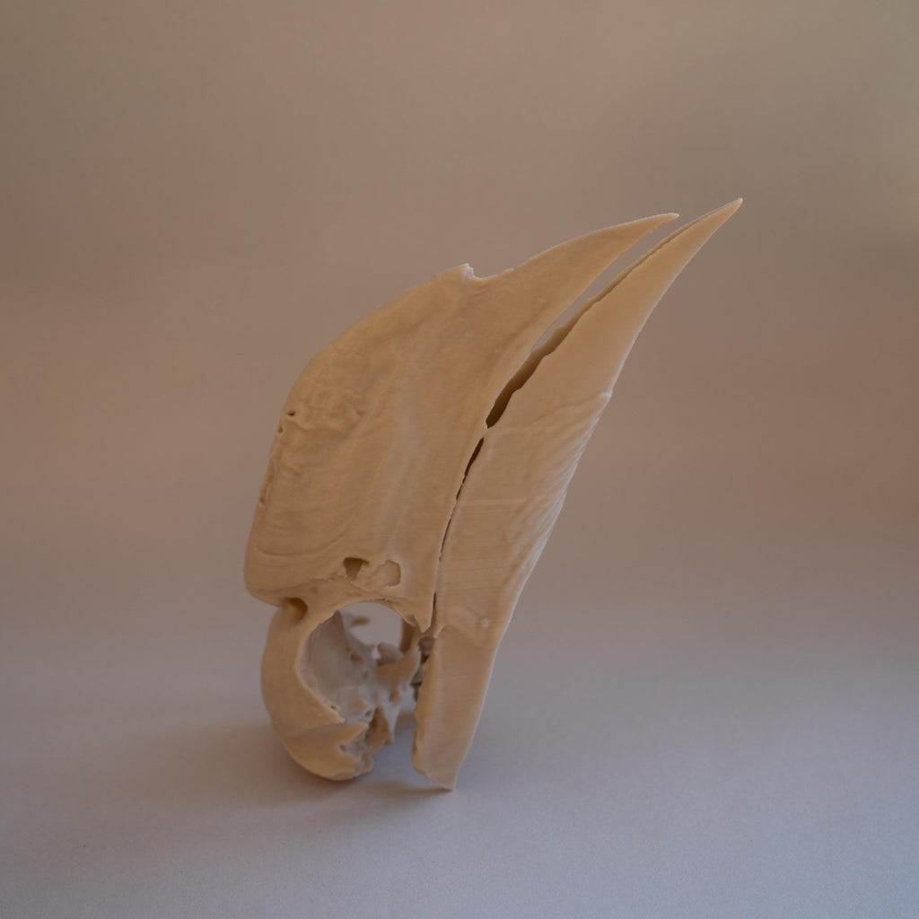 White-Thighed Hornbill Skull - Life Size 3D Print