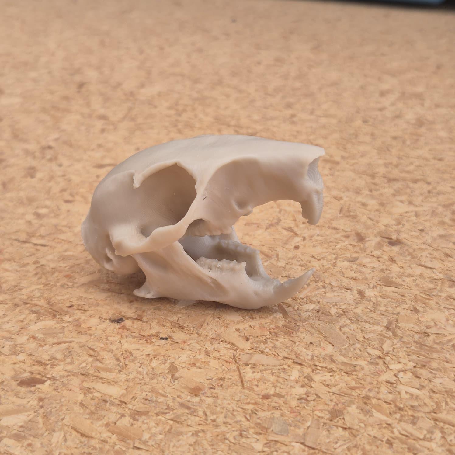 Squirrel Skull - Life Size 3D Print