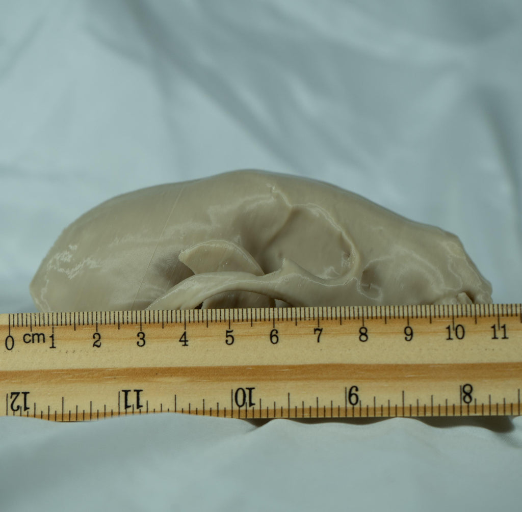 Raccoon Skull - Life Size 3D Print