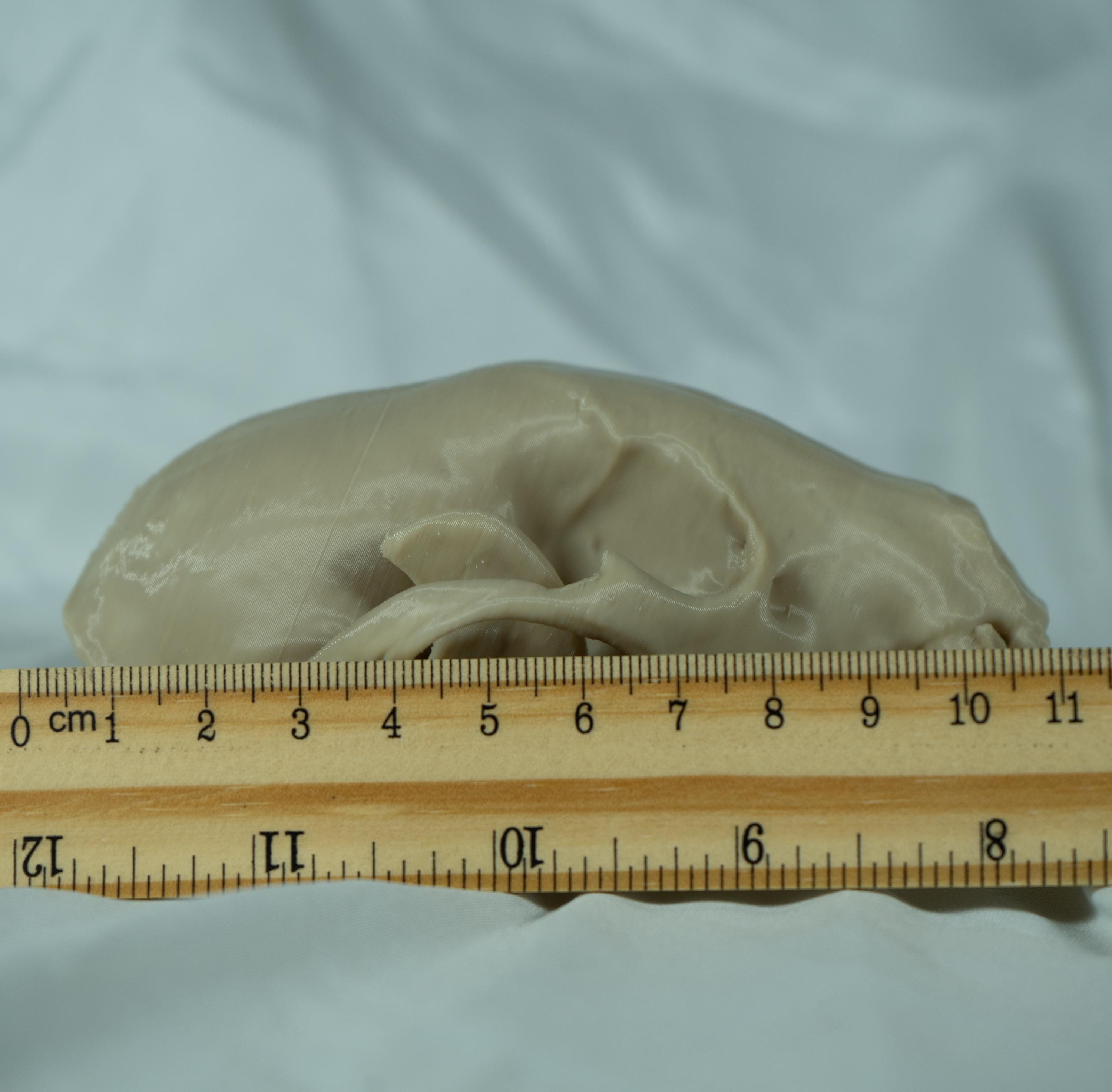 Raccoon Skull - Life Size 3D Print