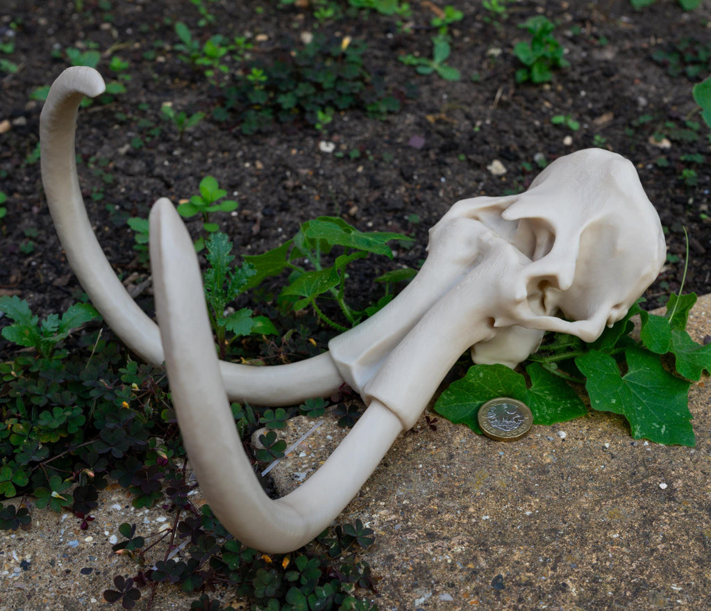 Scaled Down Woolly Mammoth Skull Replica – Realistic 3D Printed Bone Model