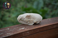 Pine Marten Skull - Life Size 3D Print