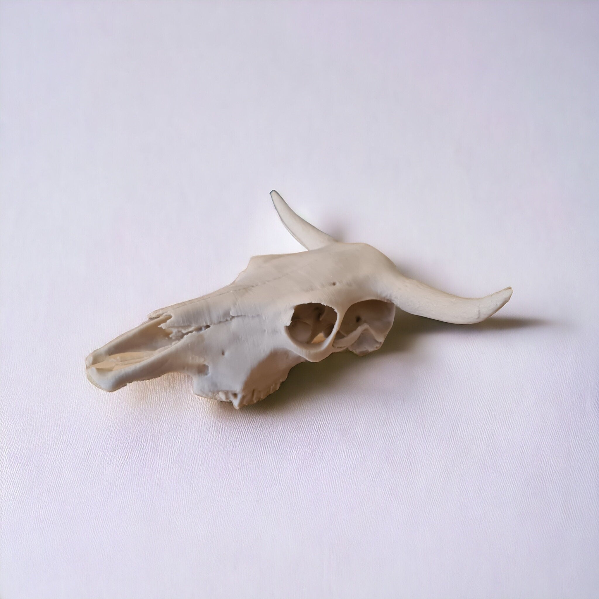 Cow Skull - 3D Print