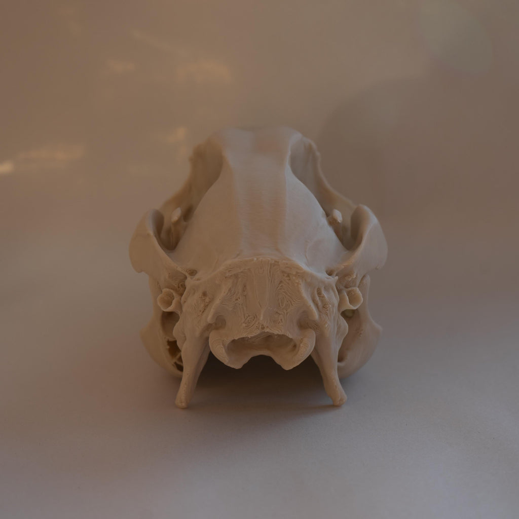 Wallaby Skull - Life Size 3D Print