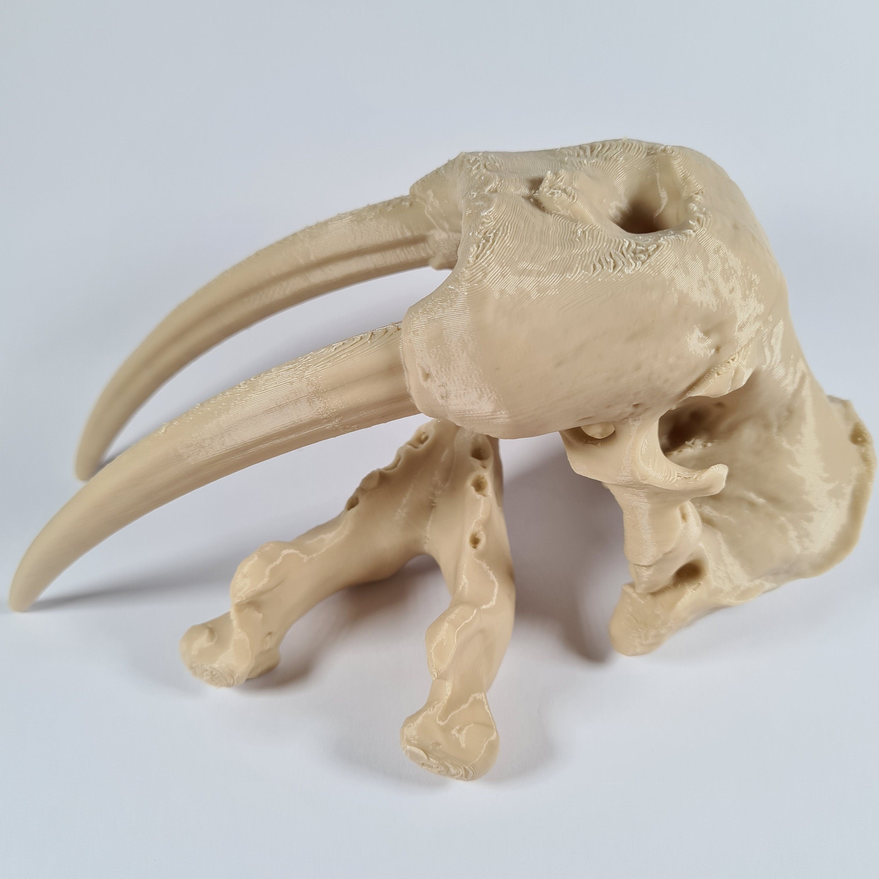 Walrus Skull - 3D Print