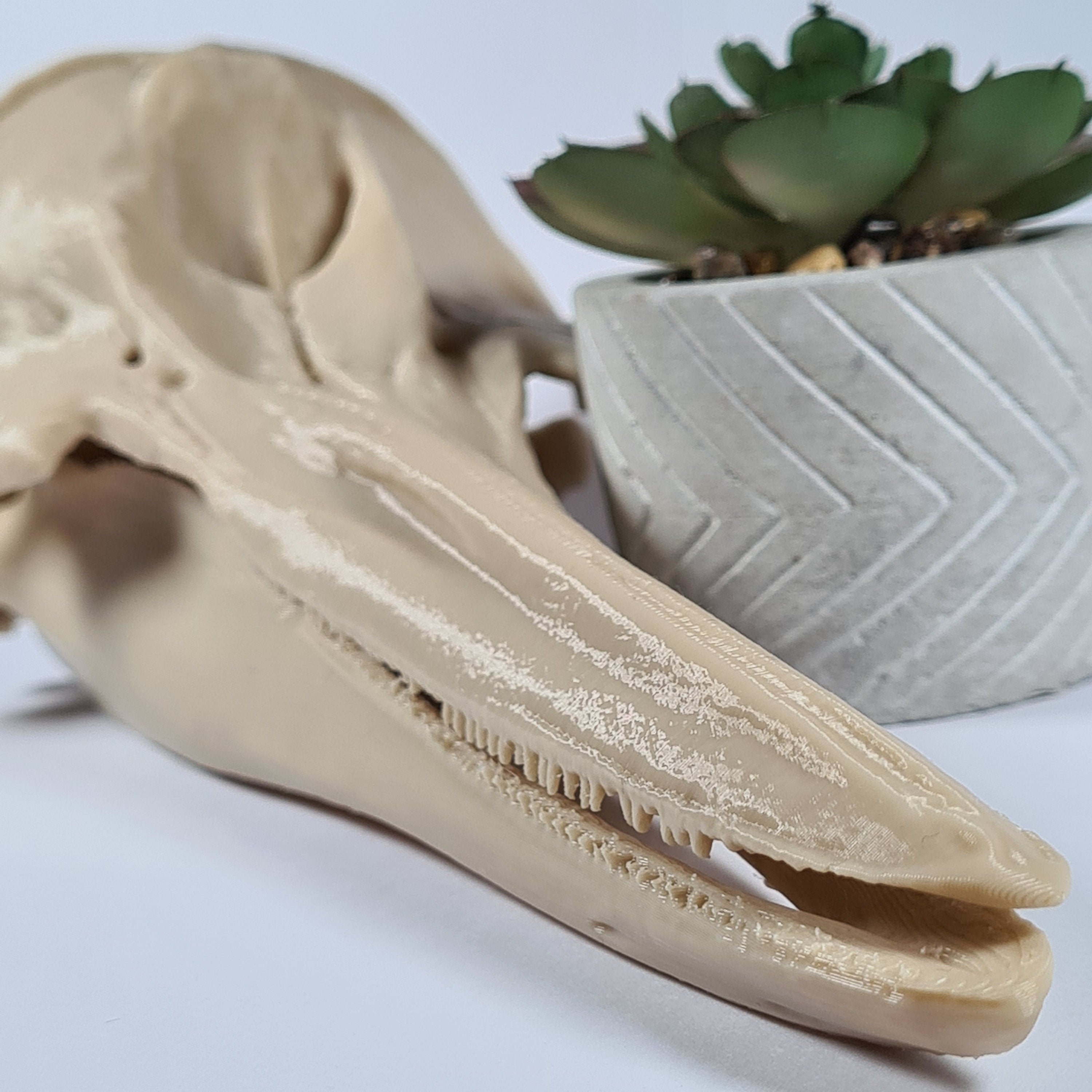 Dolphin Skull - 3D Print