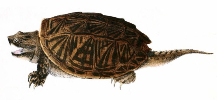 Snapping Turtle Skull - Life Size 3D Print