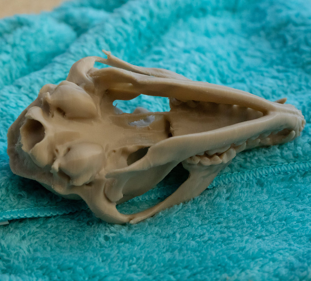 Grey Fox Skull - Life Size 3D Print