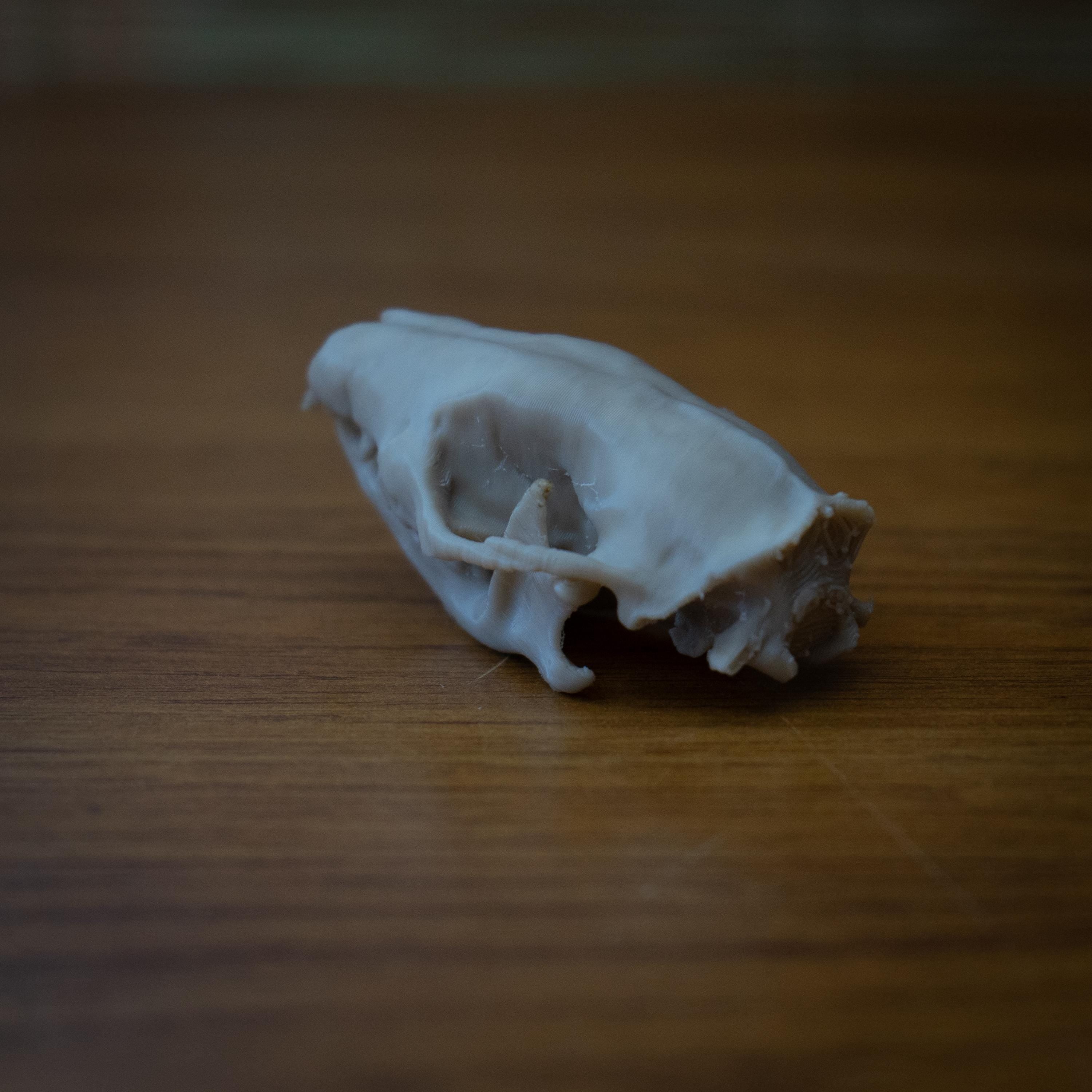 Life-Size Hedgehog Skull Replica – Realistic 3D Printed Bone Model
