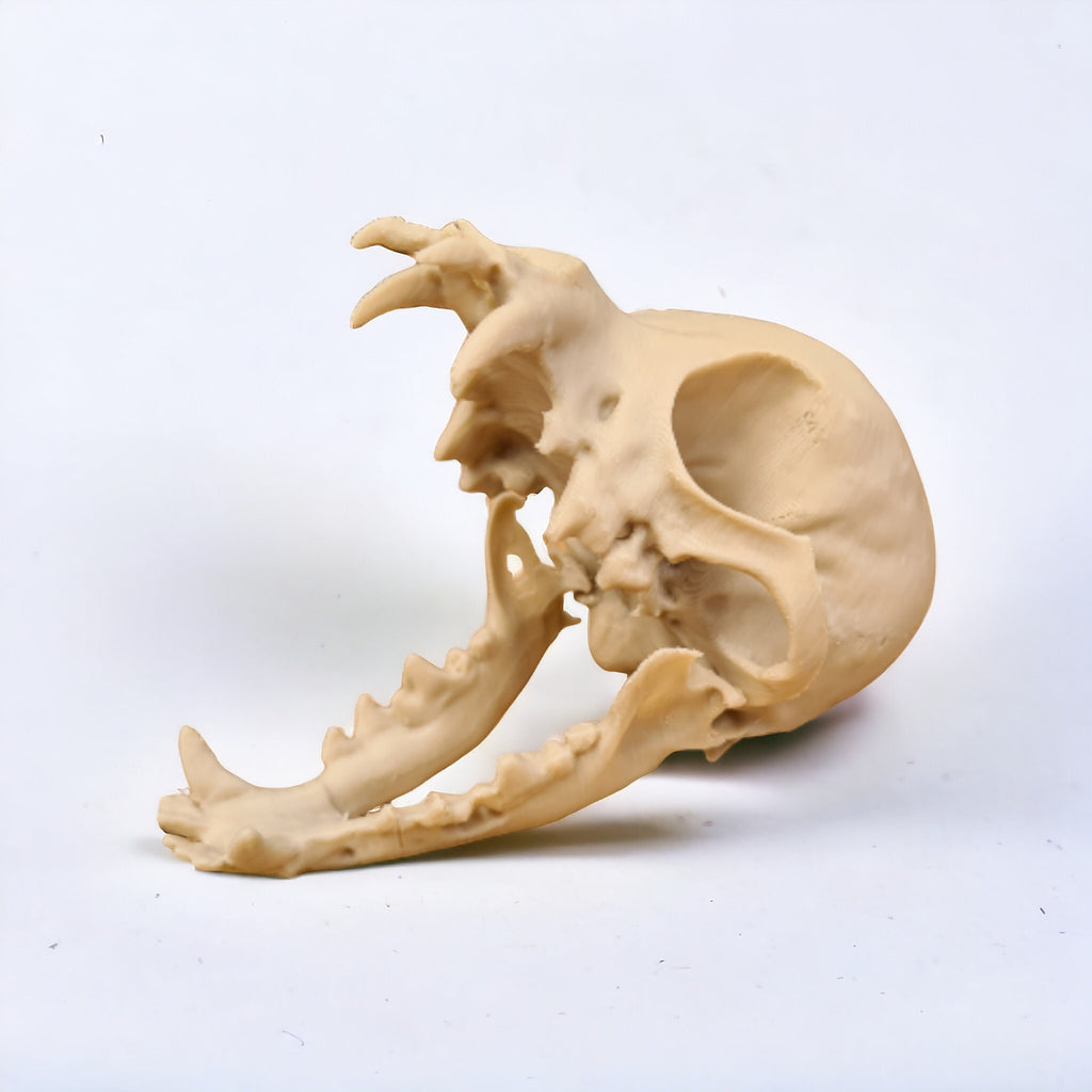 Chihuahua Skull - Life Size 3D Print