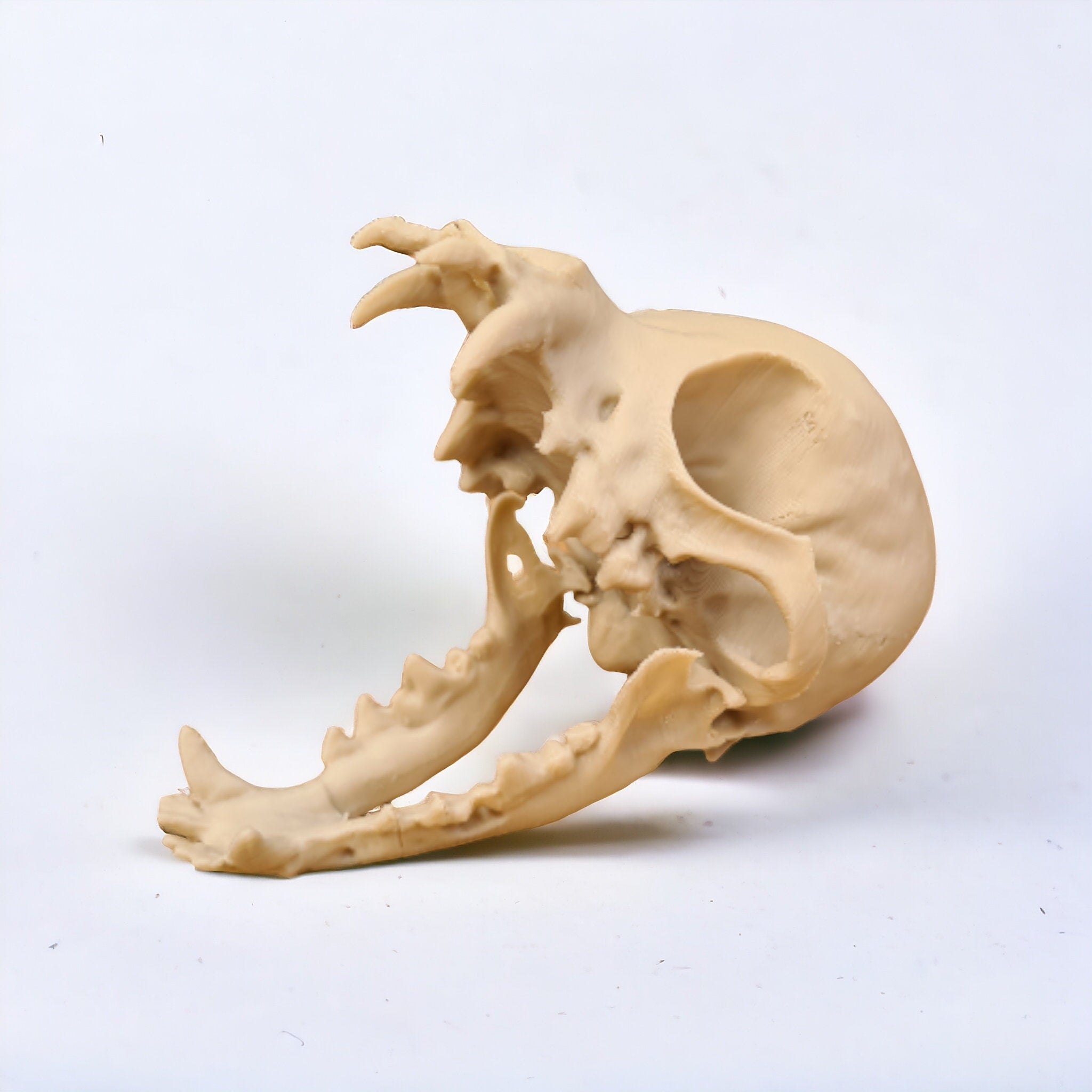 Chihuahua Skull - Life Size 3D Print