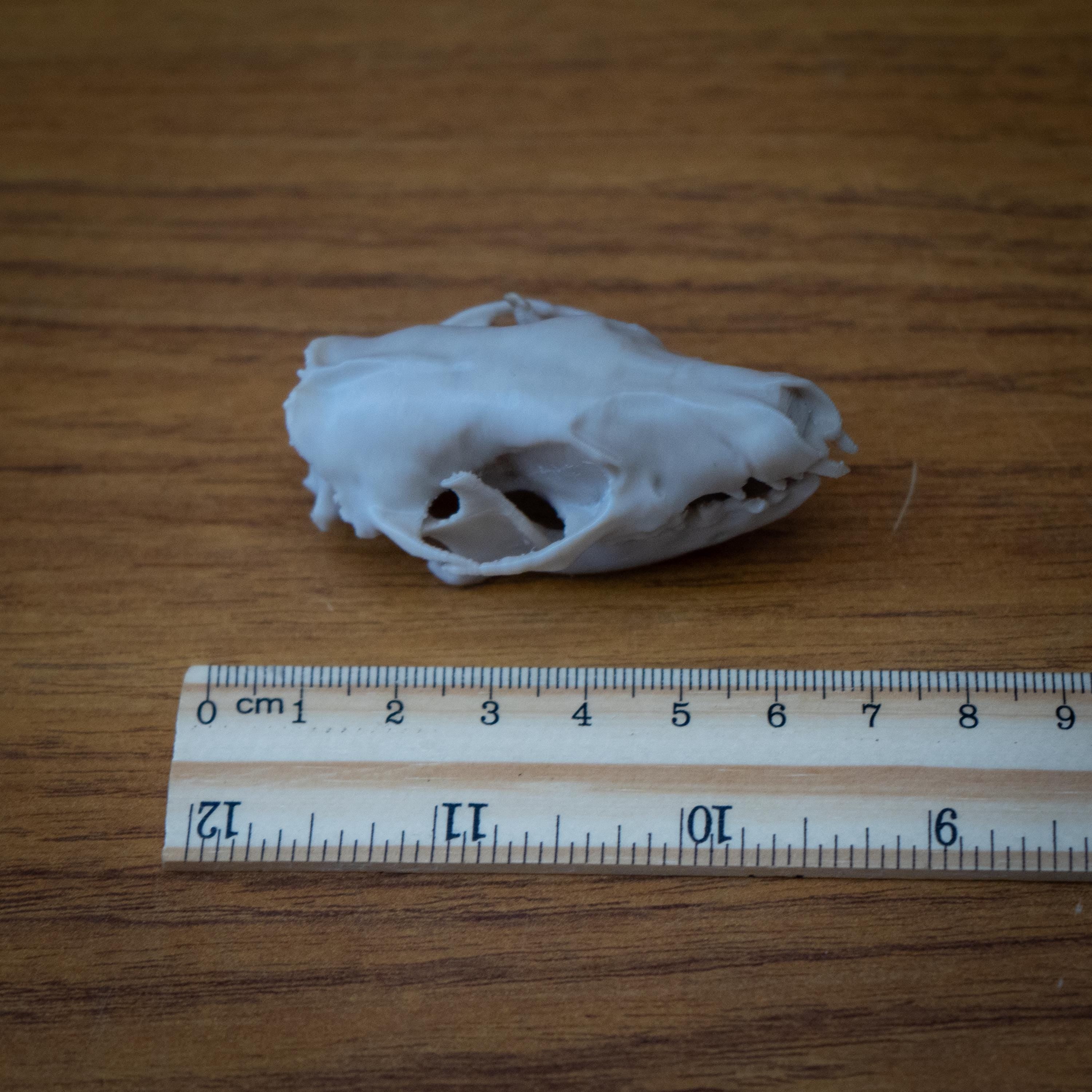 Life-Size Hedgehog Skull Replica – Realistic 3D Printed Bone Model