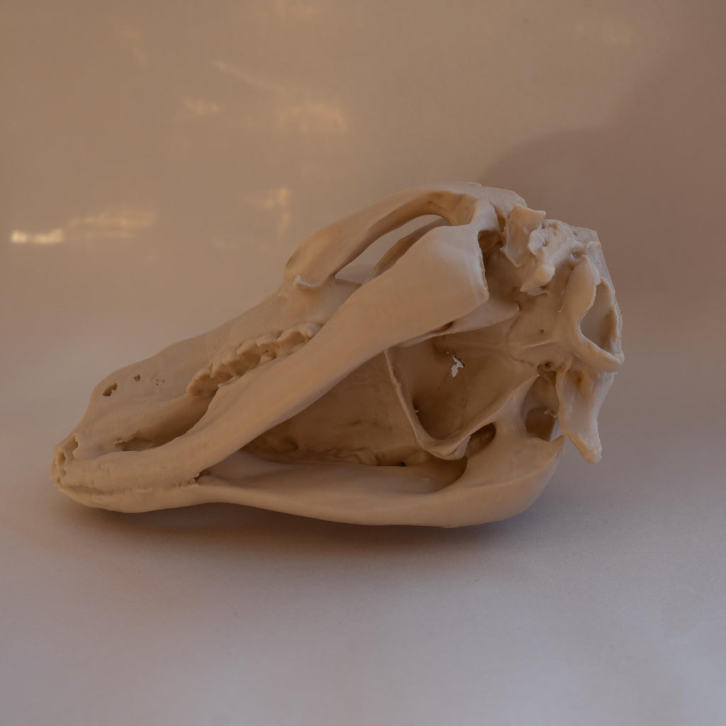 Wallaby Skull - Life Size 3D Print
