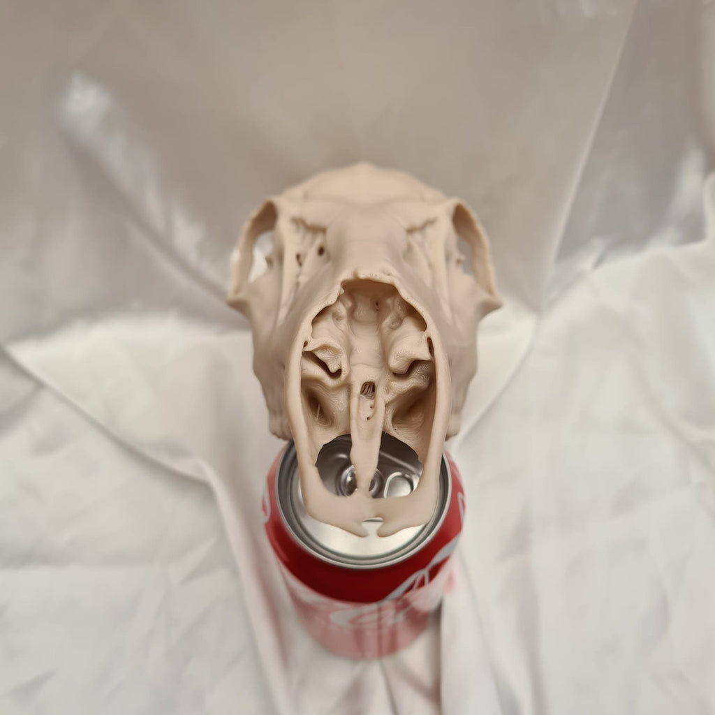 Deer skull - Life Size 3D Print