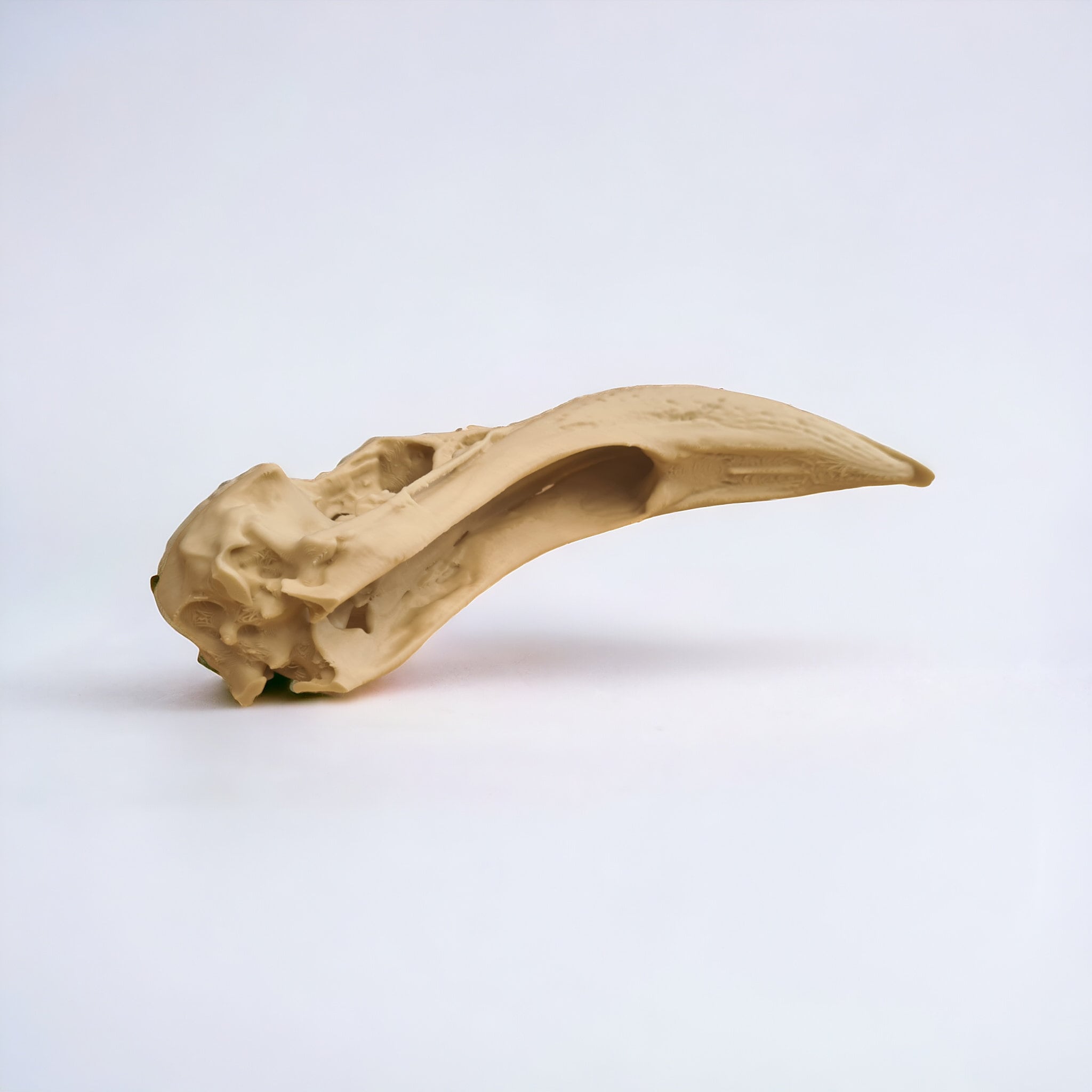 Flamingo Skull - Life Size 3D Print
