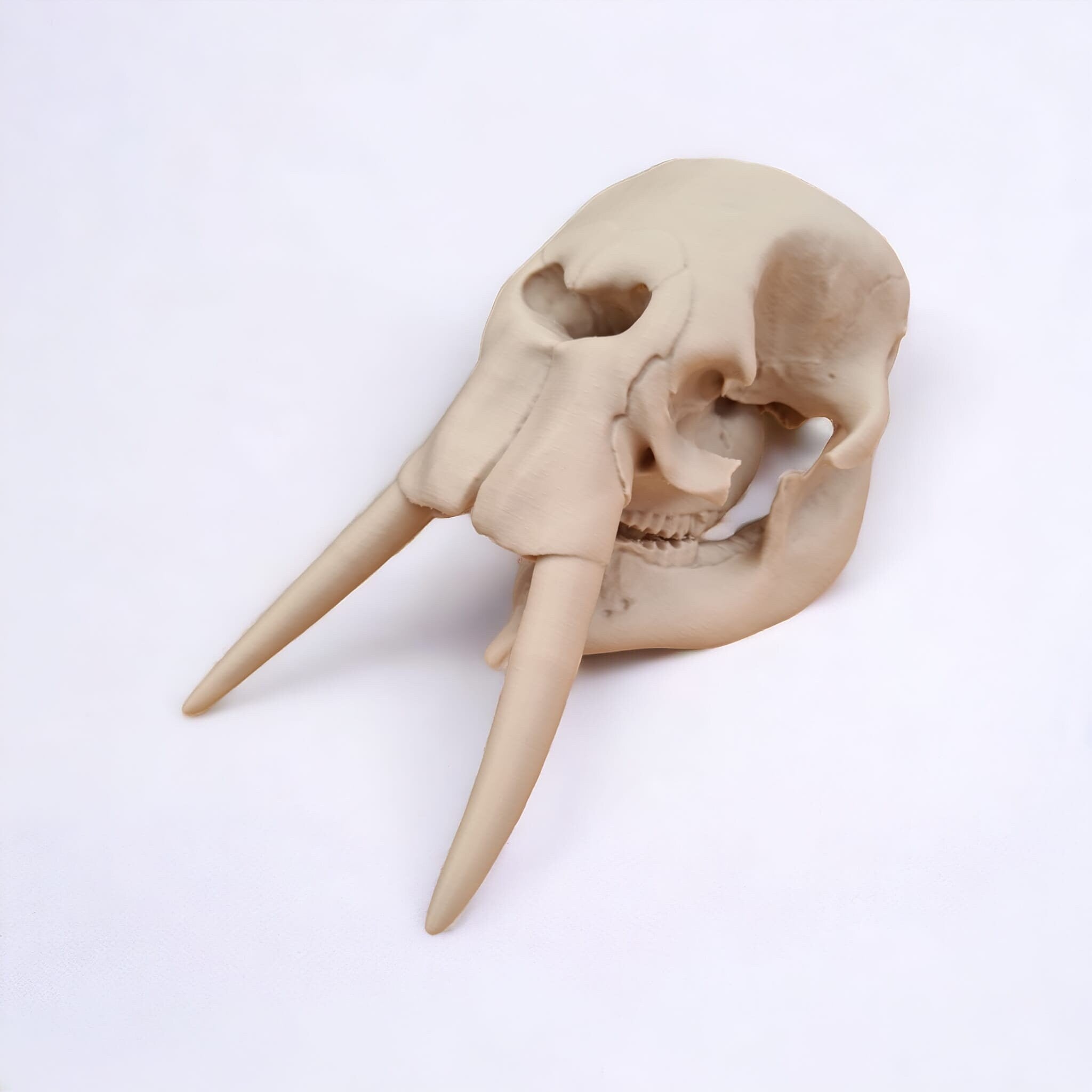 Elephant Skull - 3D Print