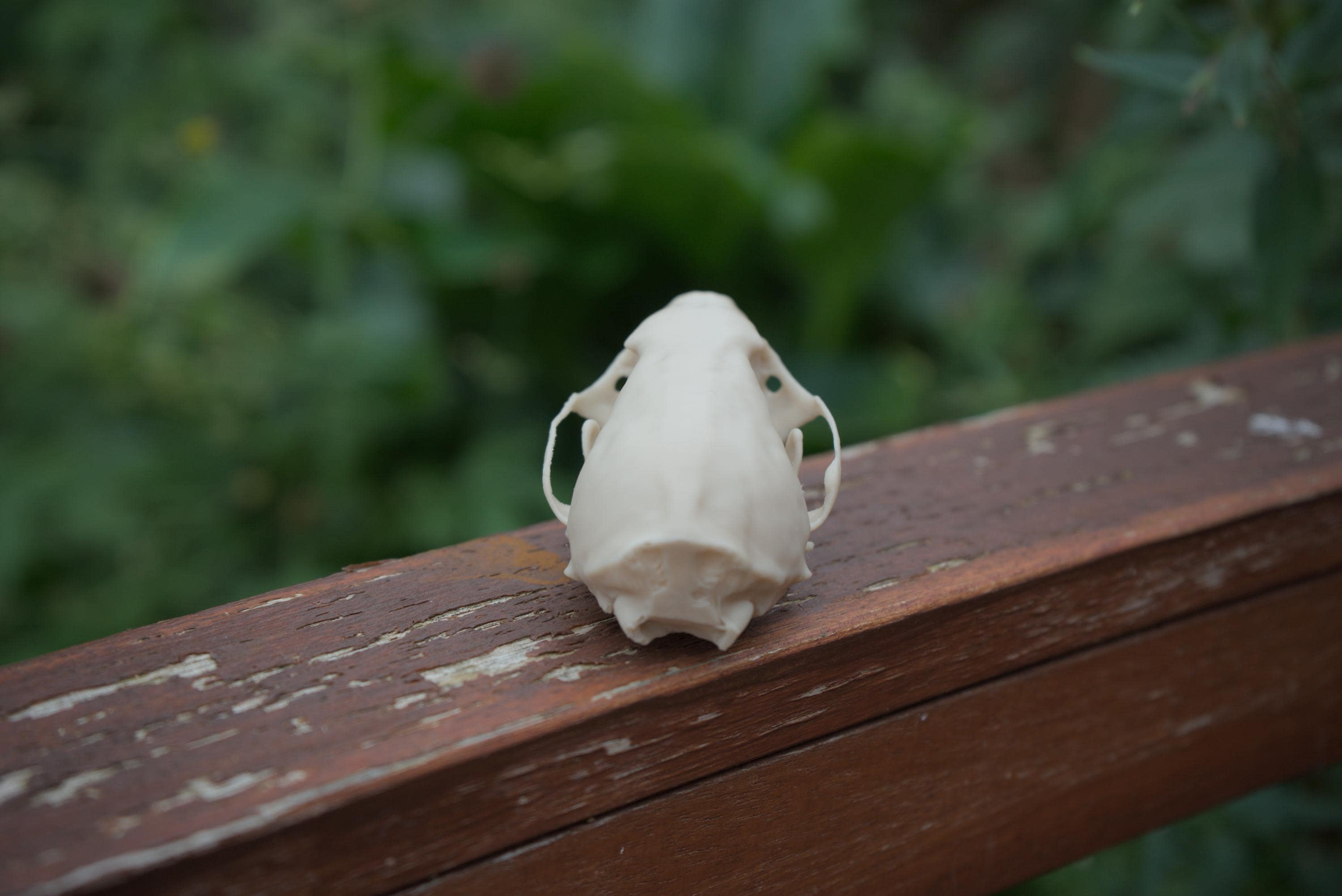 Pine Marten Skull - Life Size 3D Print