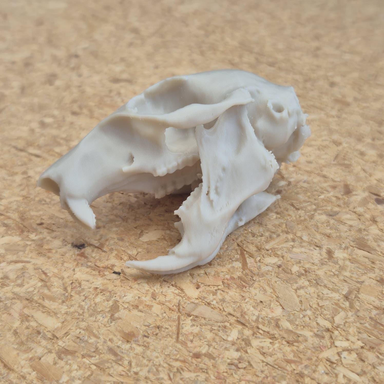 Squirrel Skull - Life Size 3D Print