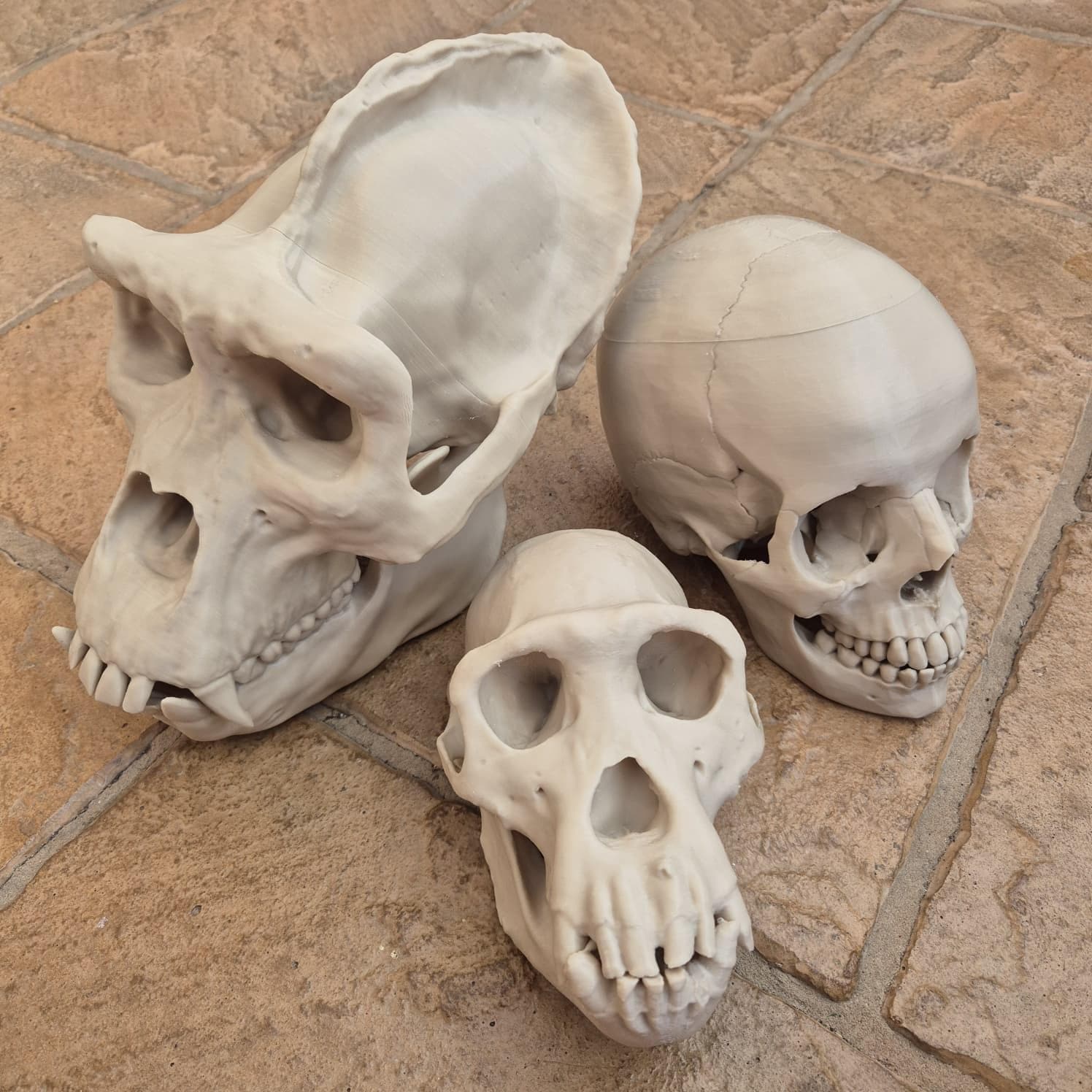 Hominids Skull Bundle - Life Size 3D Print (Human, Gorilla & Chimp)